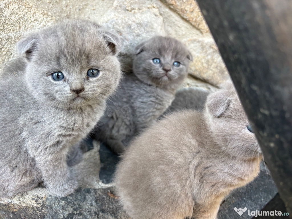 Pisicuțe scottish fold blue și lila