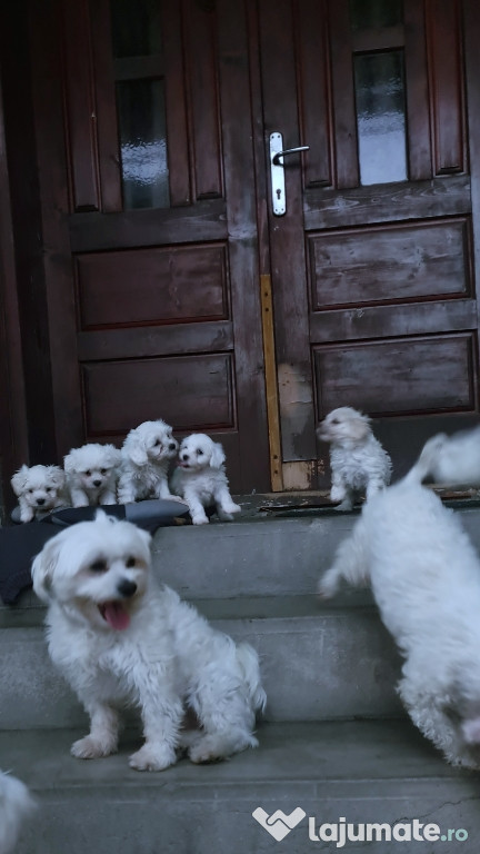 Puiuți de Bichon Maltex