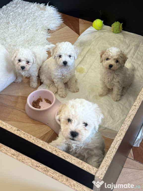 Bichon maltez mini