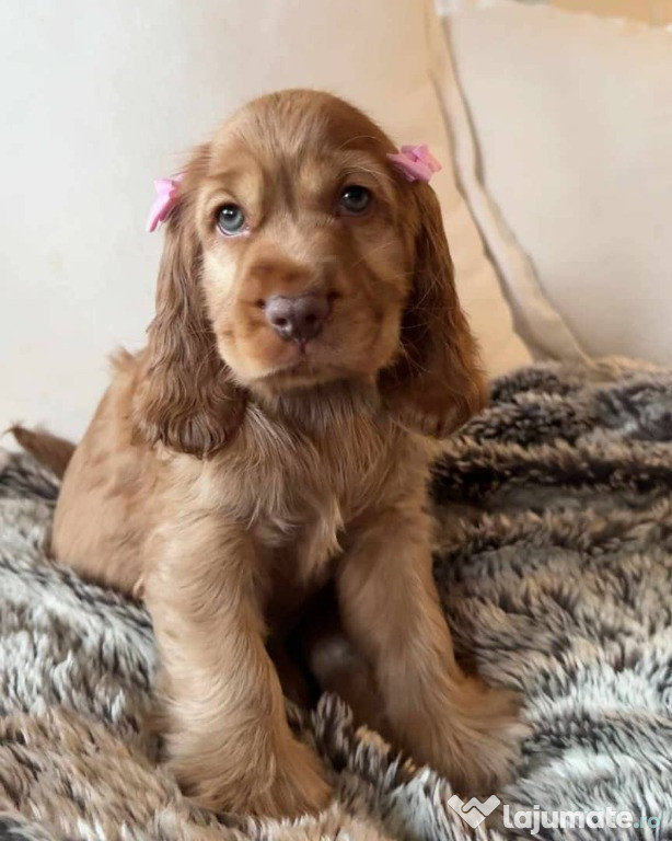 ???? Adorabili pui de Cocker Spaniel, masculi și femele – Iubitori gata