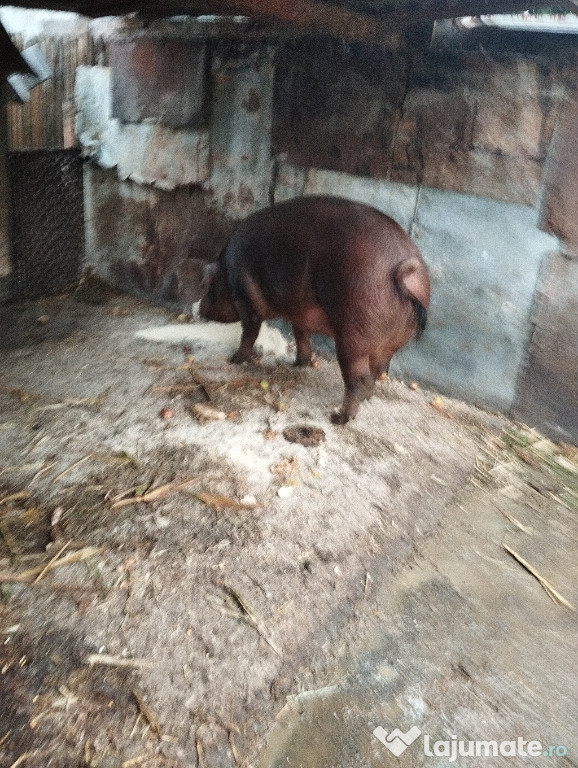 De vînzare un porc rasa durok 300 kg