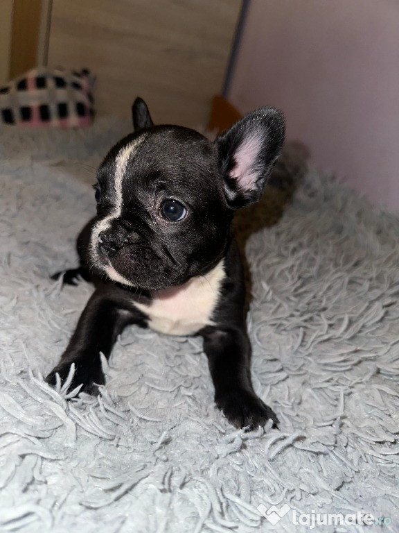 Donez caini buldog