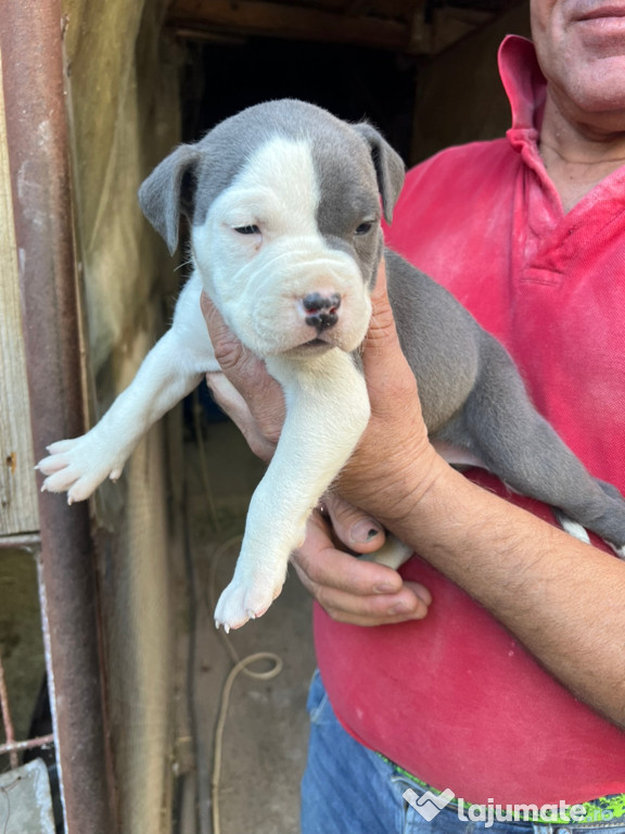 Catei American Staffordshire Terrier ( Amstaff)