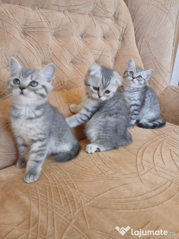 British shorthair puișori