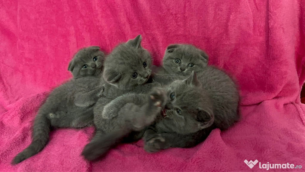 Pisicuțe și motănei Scottish Fold