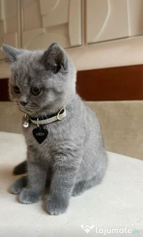 British shorthair