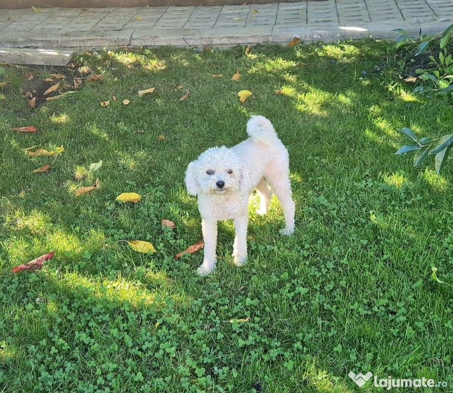 Bichon frise femelă
