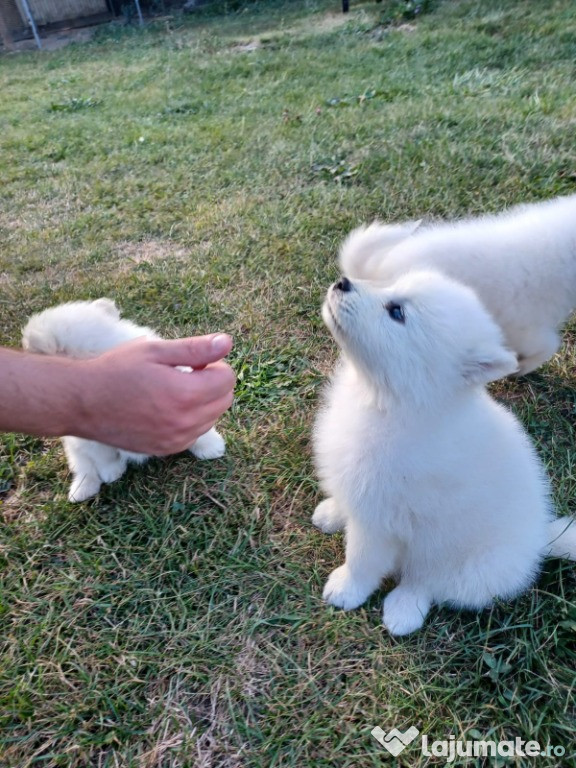 Pui Samoyed de vanzare!