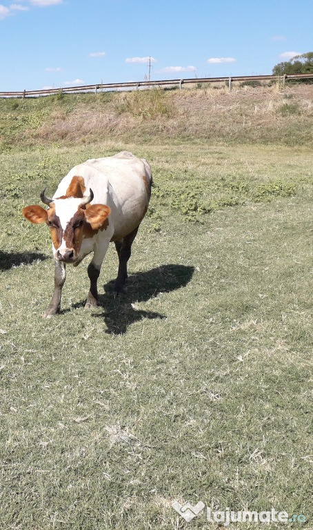 Vaca de vanzare la al 2-lea vitel