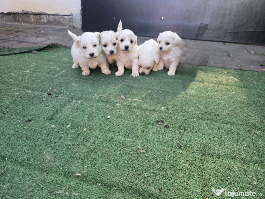Vând Bichon maltez toy