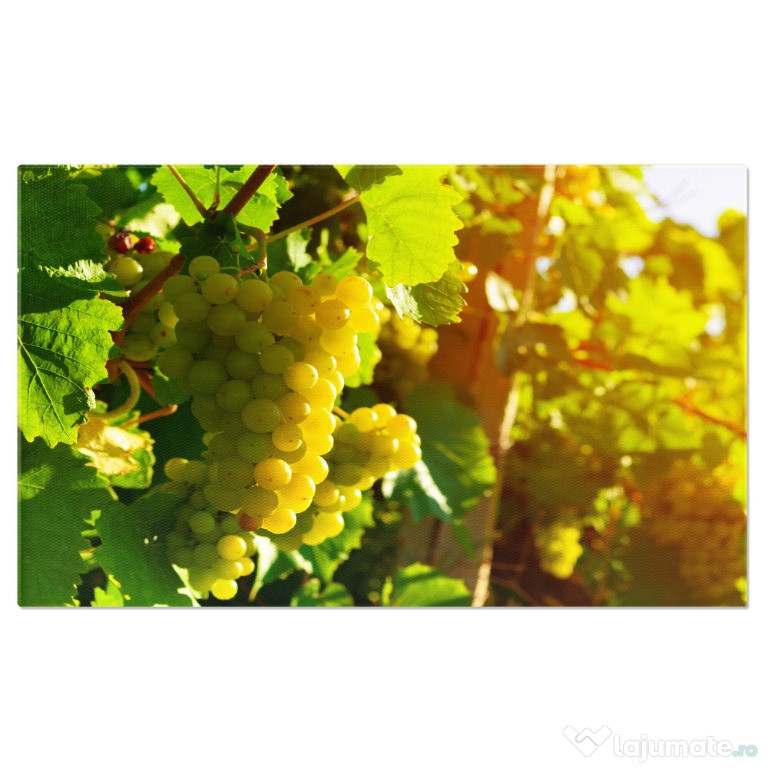 Vând Struguri zemosi și dulci pentru Vin 3.5 lei