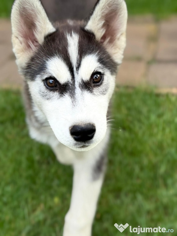 Cățelușă husky siberian de vânzare.