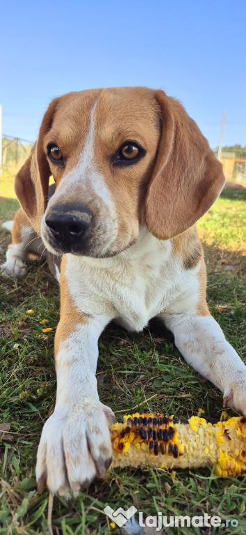 Caine Beagle de vanzare