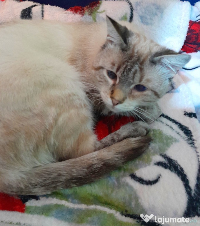 Adoptie motan birmanez