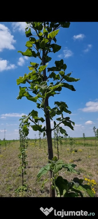 Paulownia Tomentosa Arbori Ornamentali ,Copaci cu inaltime 2 m + 6 m