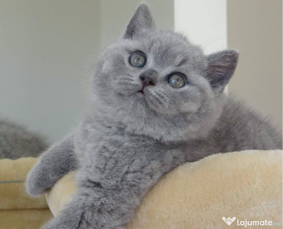 British shorthair pisoiasi