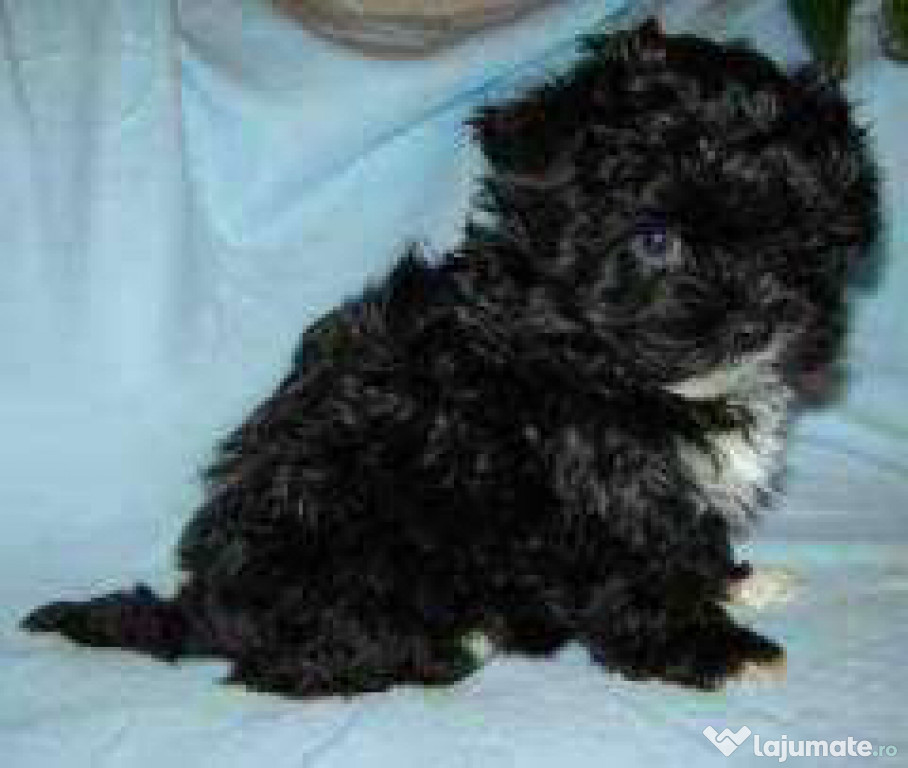Bichon havanez talie mica