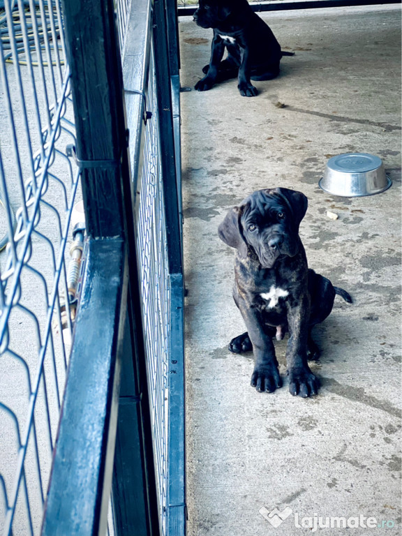 Cane Corso 11 saptamani