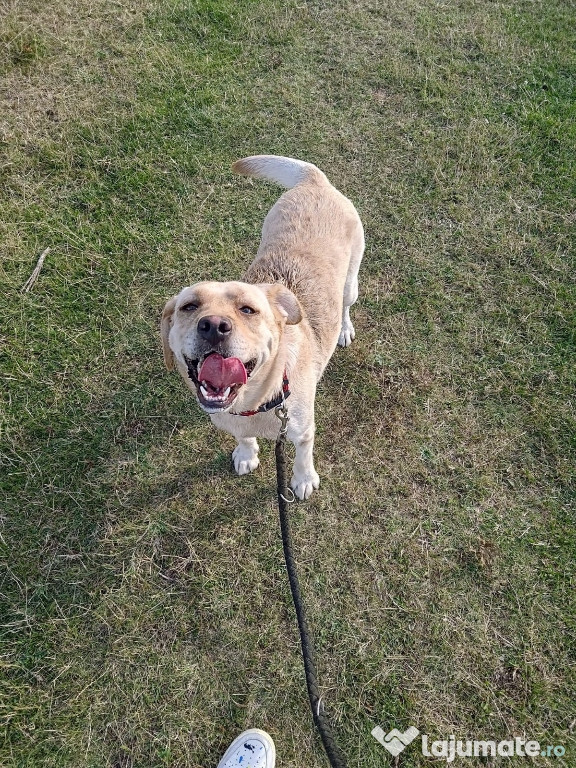 Donez Labrador femela