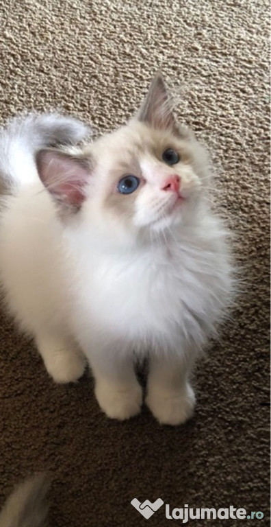 Ragdoll fetițe și băieței
