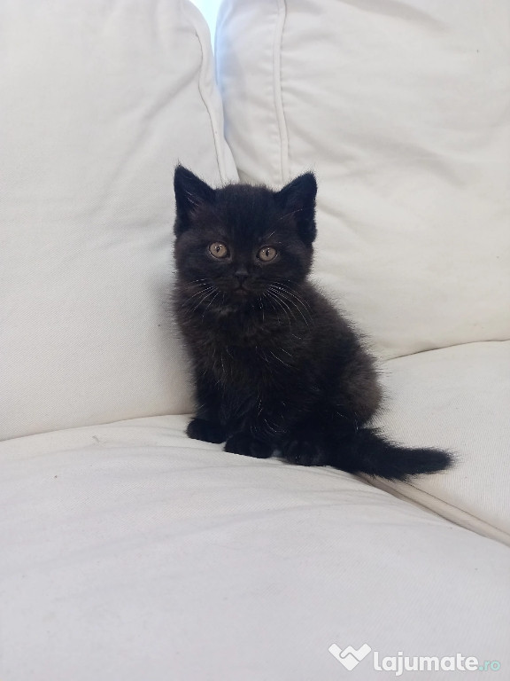 British shorthair Bleack