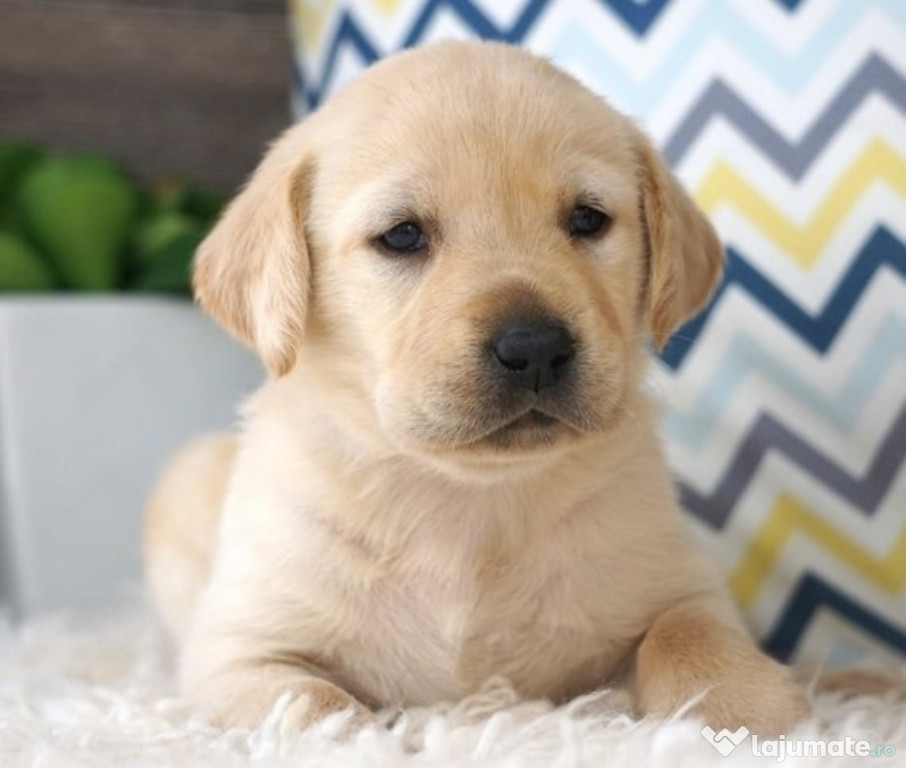 Labrador retriver