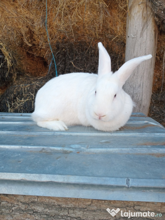 Vând femelă metis, 1 an, 4 kg – sănătoasă și bună pentru reproduce