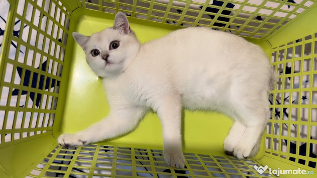 Pisicuța British shorthair chinchilla