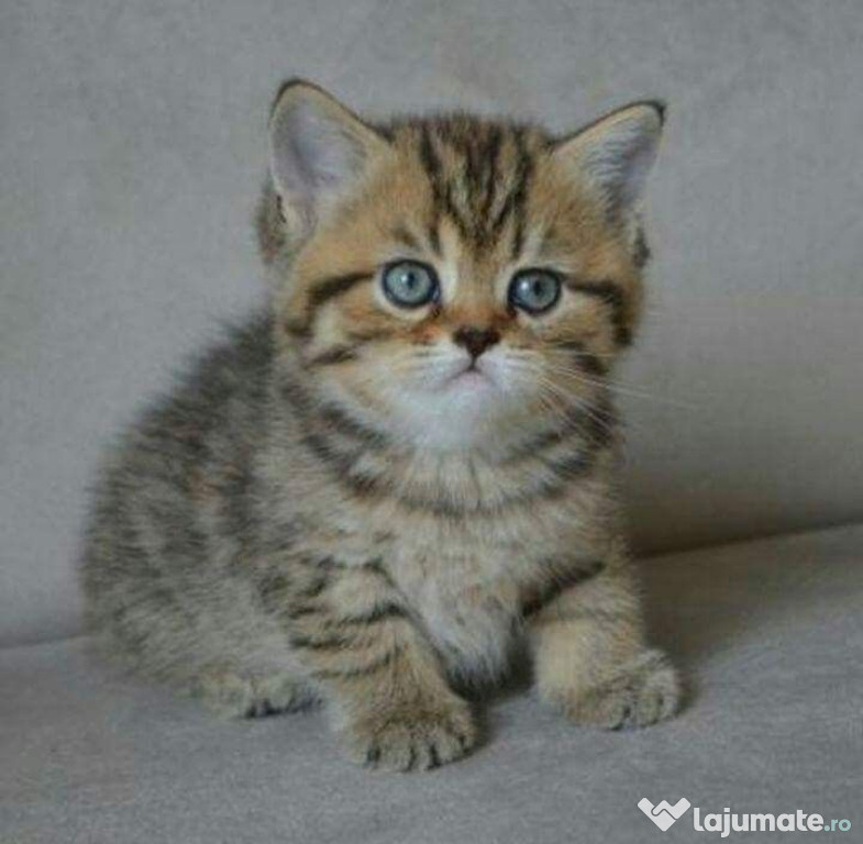 British shorthair pui
