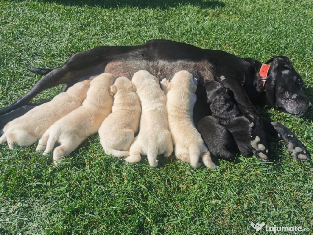 Labrador Retriever