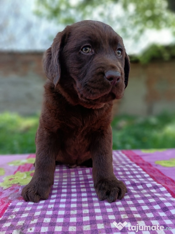 Labrador ciocolatiu Pedigree