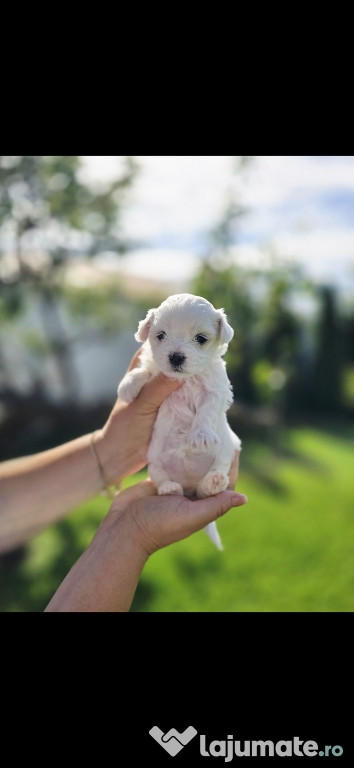 Bichon Maltez talie mica