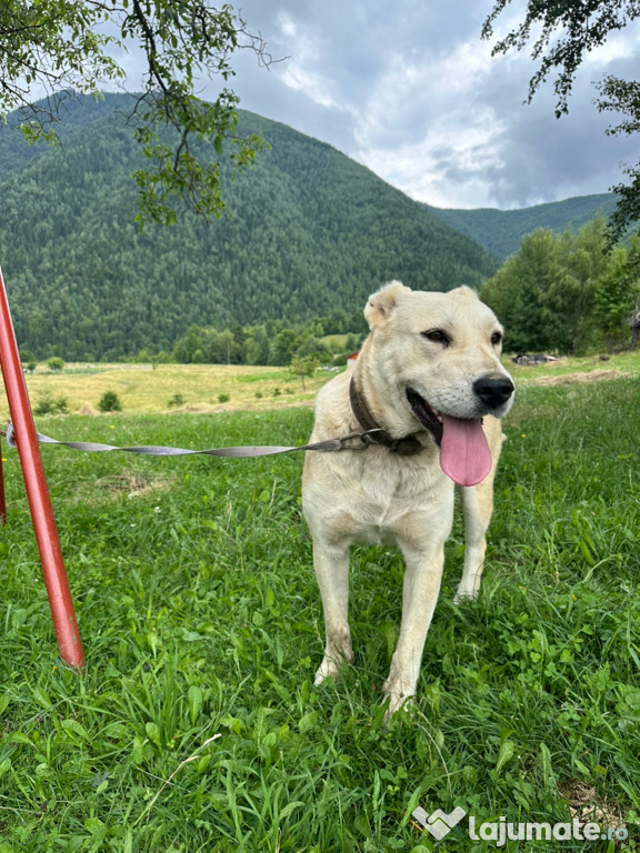 Cățea de pază . Mai multe detalii la nr de tel.