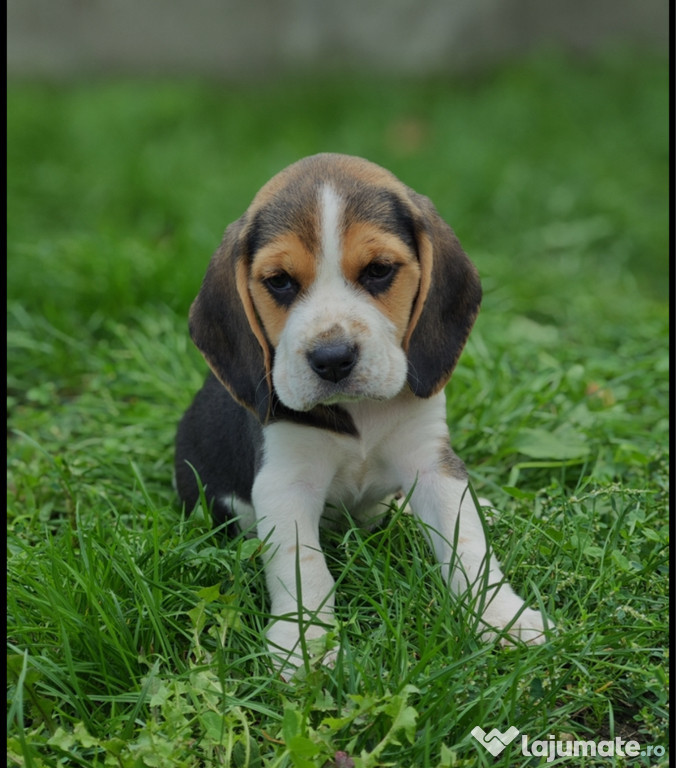 Femelă Beagle tricolor