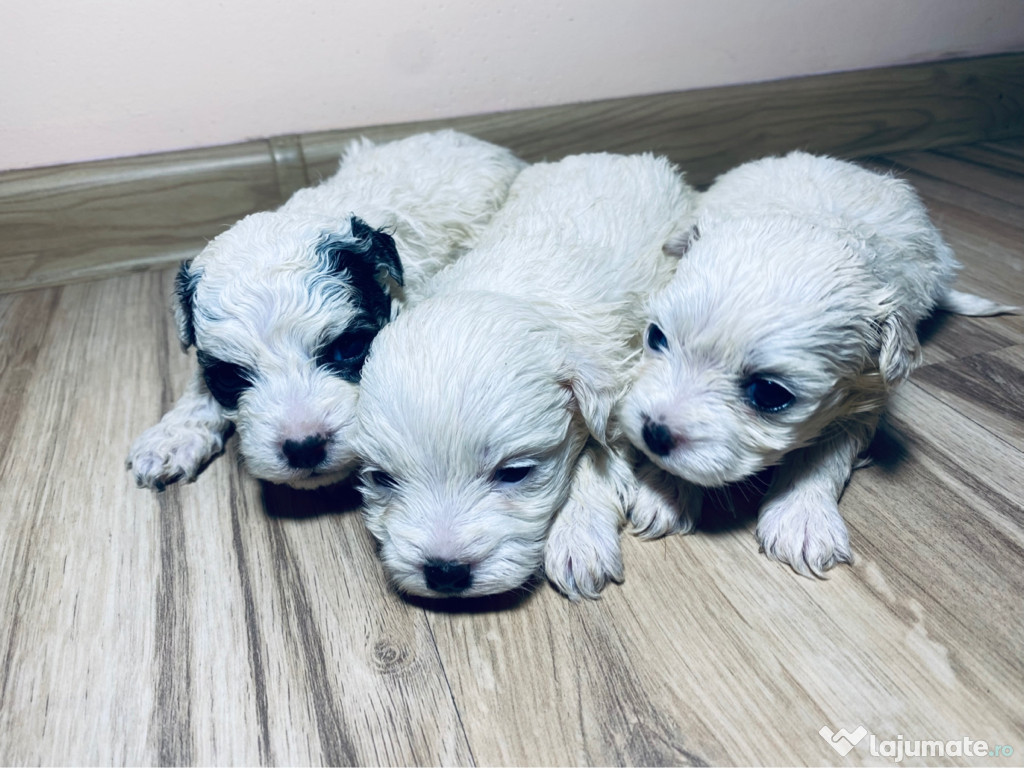 Pui bichon maltez