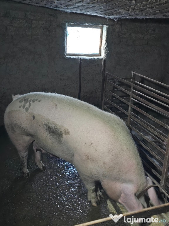 Porci de vanzare