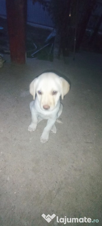 Labrador Retriever 2 luni, si 2 saptamani