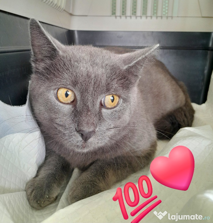 Adoptie pisica motan Albastru de Rusia