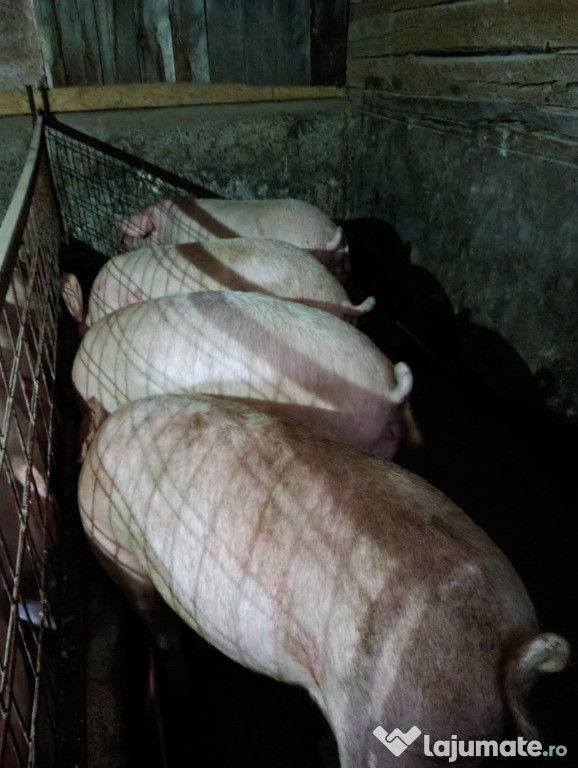Porci de vânzare!