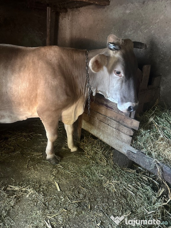 Vând vaca de lapte,brună,gestantă în 7 luni