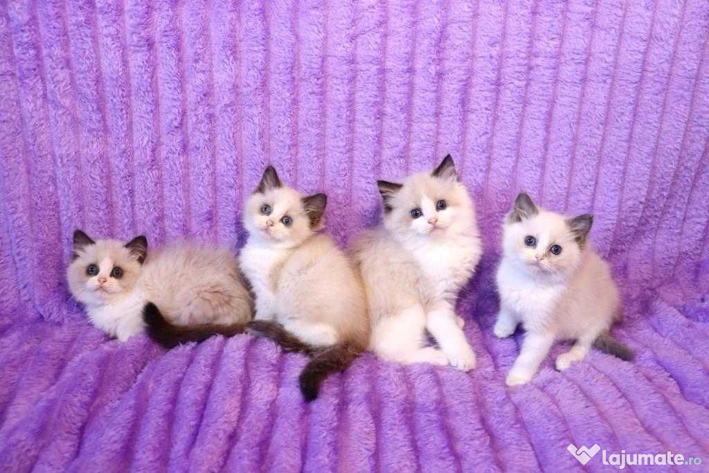 Ragdoll băieței și fetițe