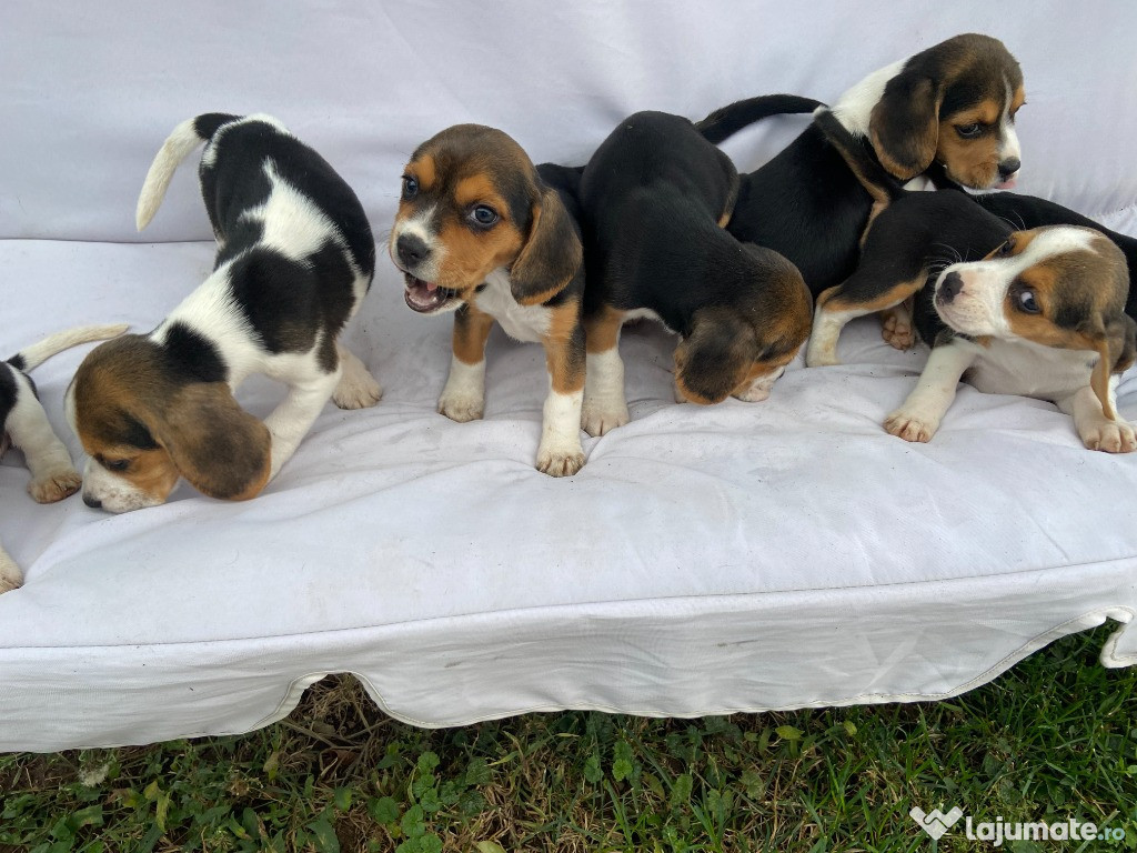 Catei Beagle tricolor - Baicoi