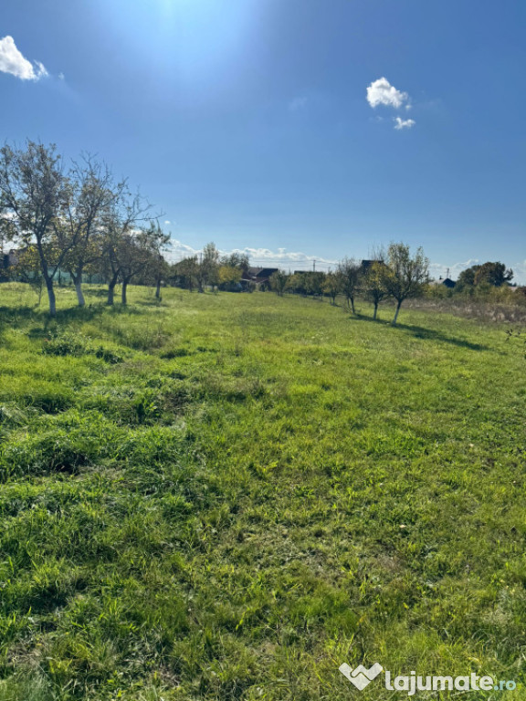 Teren intravilan – 14 ari, la intrare în Tăuții-Măgher