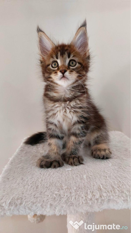 Maine coon băieței și fetițe