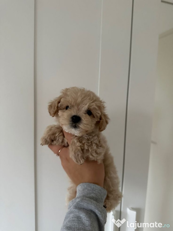 Maltipoo poodle mini toy