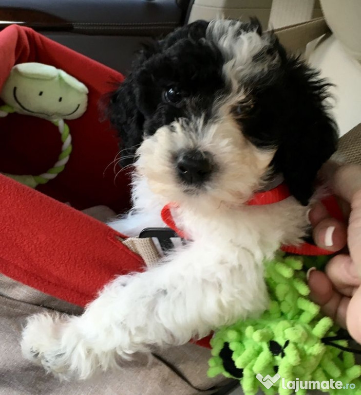 Maltipoo poodle mini toy