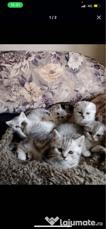 British shorthair băieței și fetițe superbi