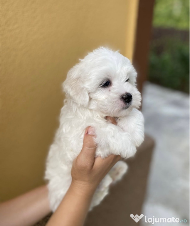 Puiuți Bichon Maltez