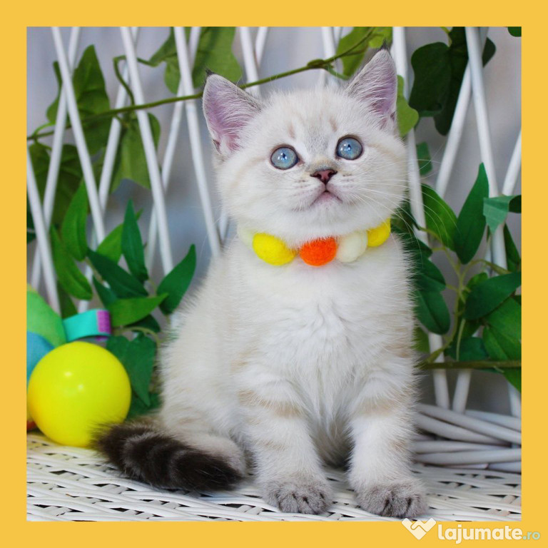 British shorthair pisoiasi superbi