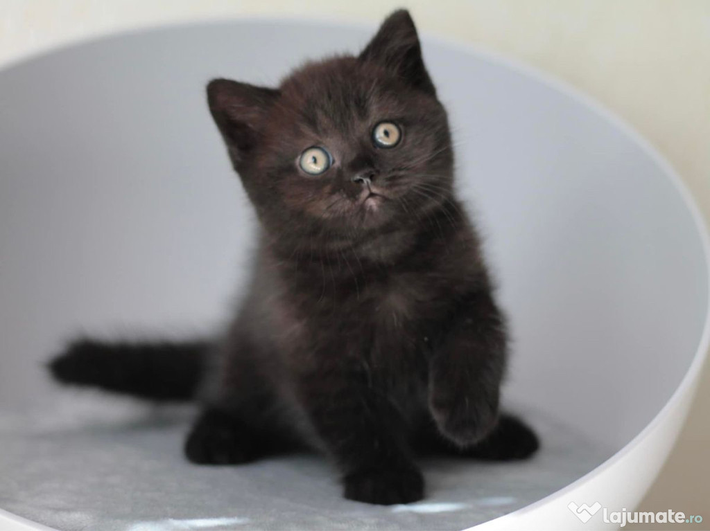 British shorthair puiuți superbi